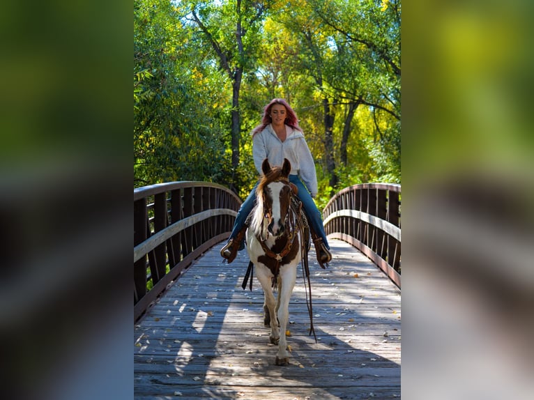 Mustang (american) Gelding 10 years 15 hh Chestnut in Fort Collins, CO