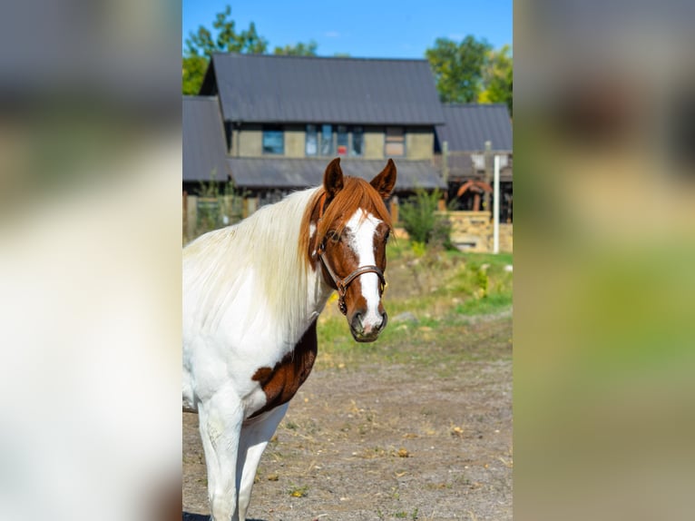 Mustang (american) Gelding 10 years 15 hh Chestnut in Fort Collins, CO