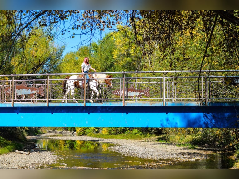 Mustang (american) Gelding 10 years 15 hh Chestnut in Fort Collins, CO