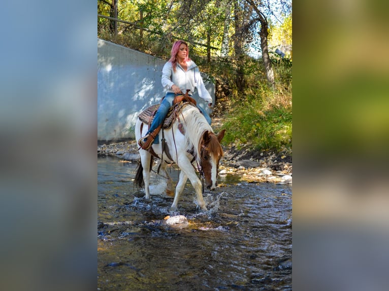 Mustang (american) Gelding 10 years 15 hh Chestnut in Fort Collins, CO