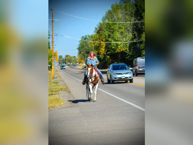 Mustang (american) Gelding 10 years 15 hh Chestnut in Fort Collins, CO