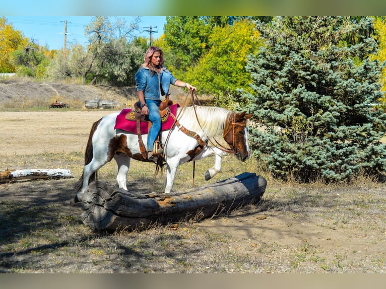 Mustang (american) Gelding 10 years 15 hh Chestnut in Fort Collins, CO