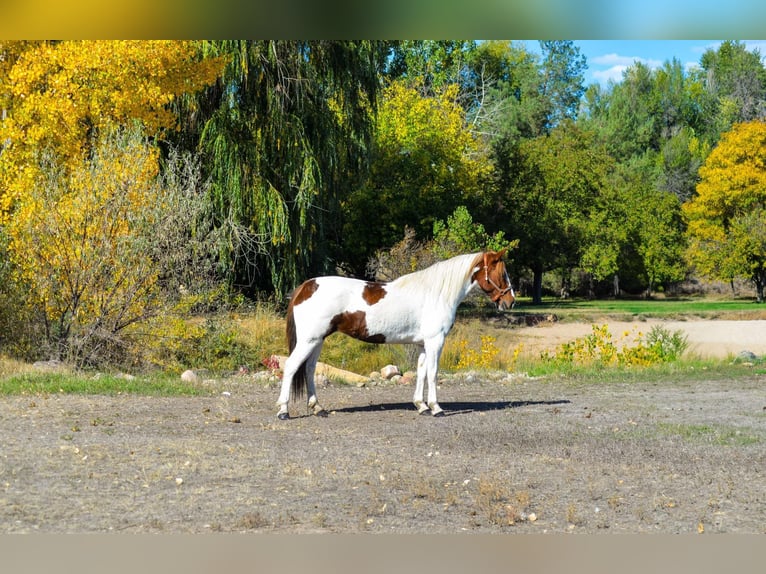 Mustang (american) Gelding 10 years 15 hh Chestnut in Fort Collins, CO