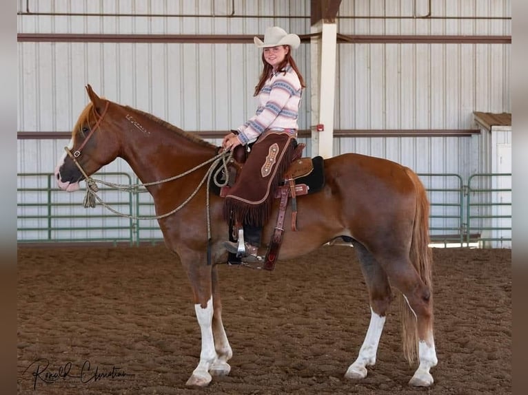 Mustang (american) Gelding 10 years 16,3 hh Chestnut-Red in USA