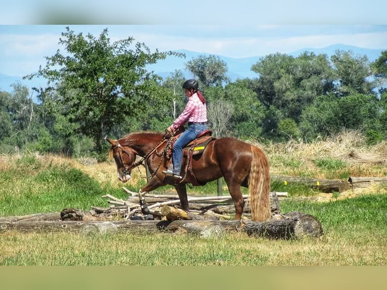 Mustang (american) Gelding 10 years 16,3 hh Chestnut-Red in USA