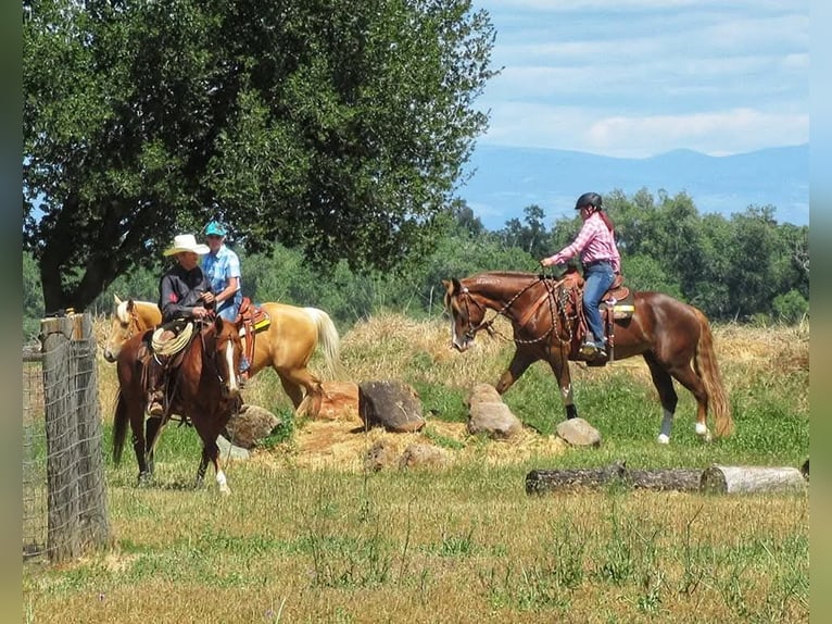 Mustang (american) Gelding 10 years 16,3 hh Chestnut-Red in USA