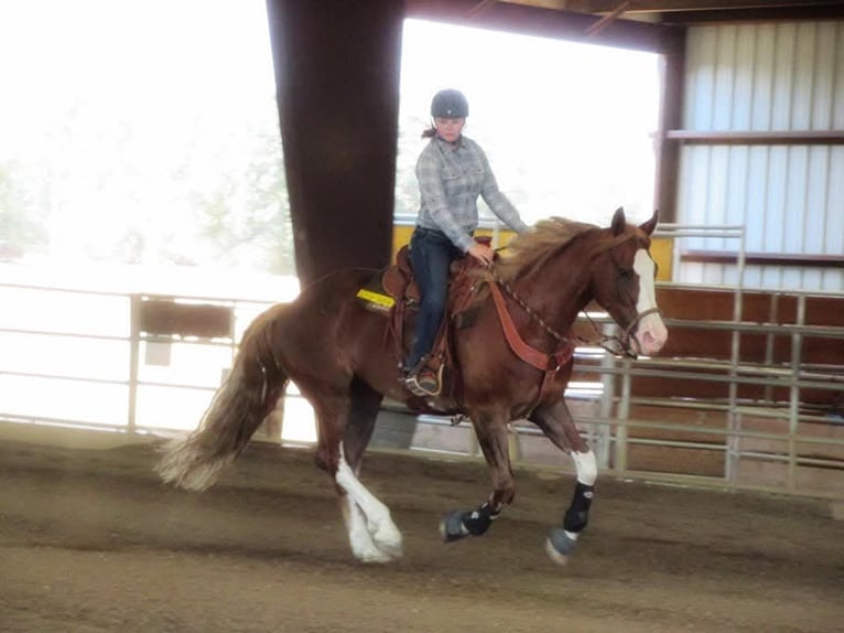 Mustang (american) Gelding 10 years 16,3 hh Chestnut-Red in USA