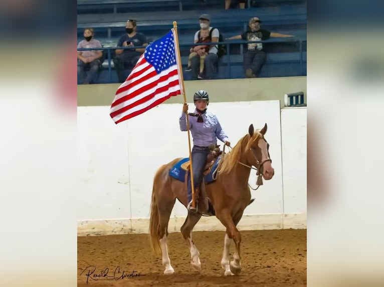 Mustang (american) Gelding 10 years 16,3 hh Chestnut-Red in USA