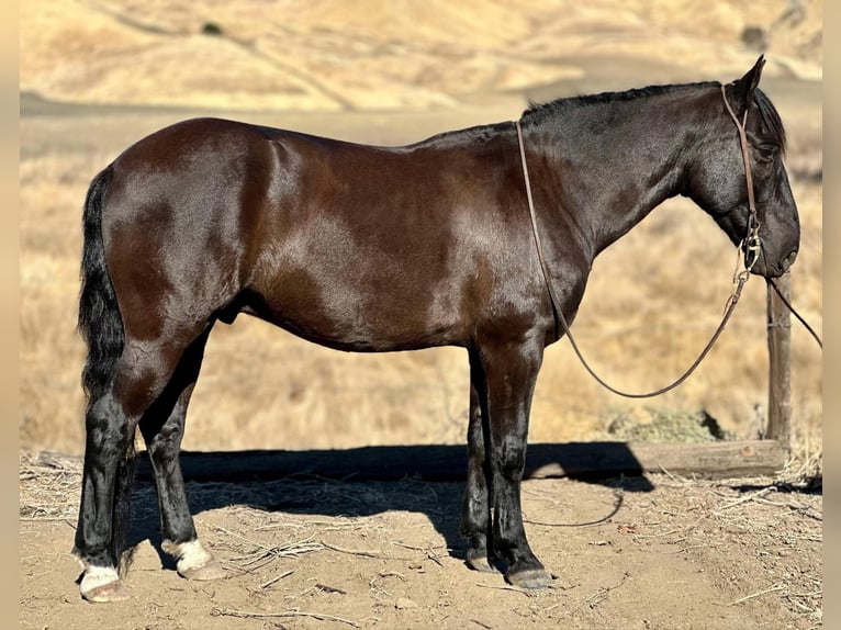 Mustang (american) Gelding 11 years 14,2 hh Black in Bitterwater CA