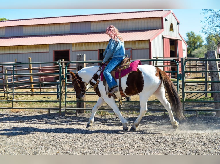 Mustang (american) Gelding 11 years 15 hh Chestnut in Fort Collins, CO