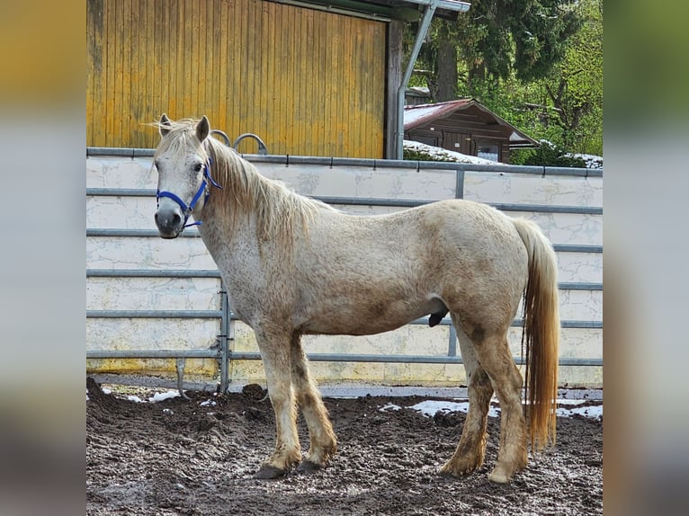 Mustang (american) Gelding 12 years 14,2 hh Gray in Münsingen