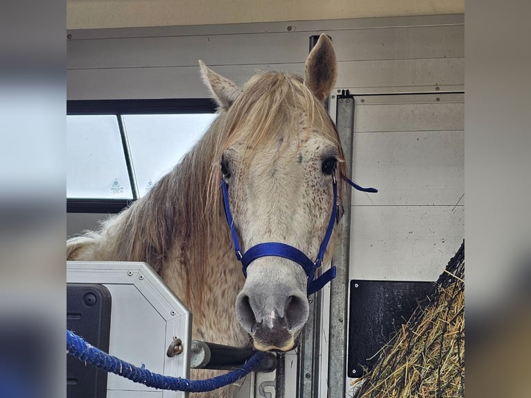 Mustang (american) Gelding 12 years 14,2 hh Gray in Münsingen