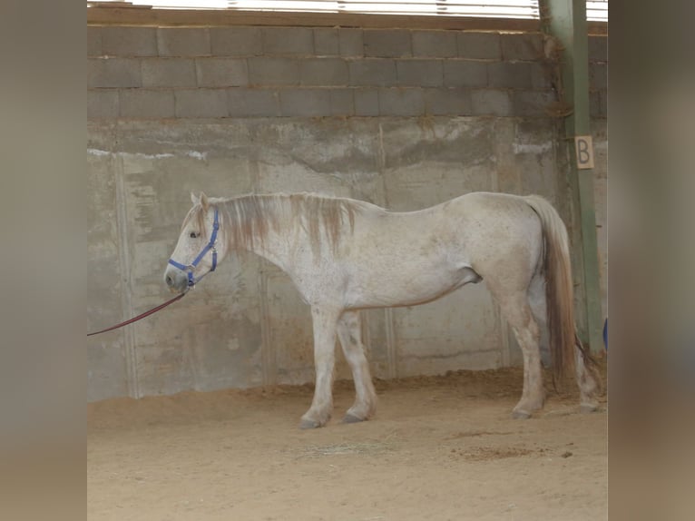 Mustang (american) Gelding 12 years 14,2 hh Gray in Münsingen