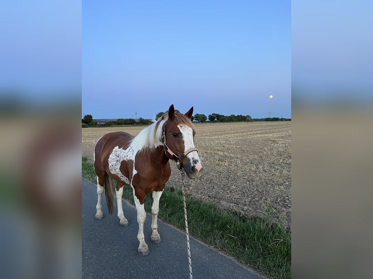 Mustang (american) Gelding 12 years 14,3 hh Pinto in Ratingen