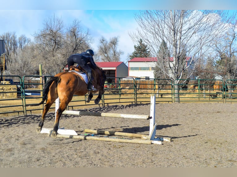 Mustang (american) Gelding 13 years 15,2 hh Dun in Fort Collins, CO