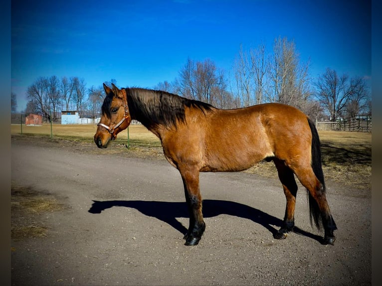 Mustang (american) Gelding 13 years 15,2 hh Dun in Fort Collins, CO