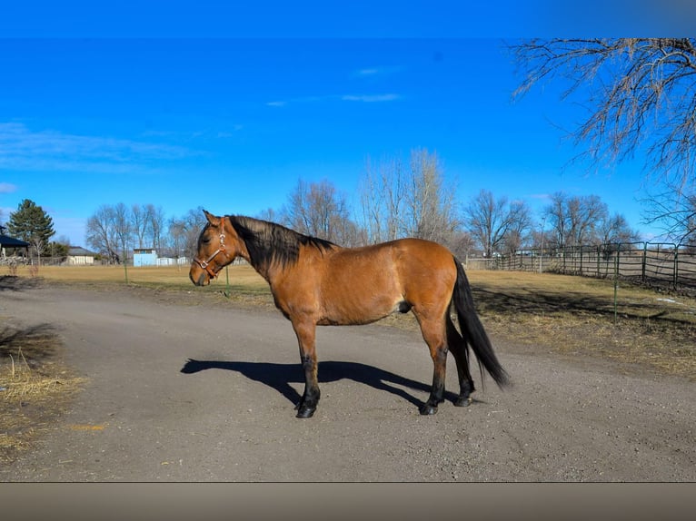 Mustang (american) Gelding 13 years 15,2 hh Dun in Fort Collins, CO