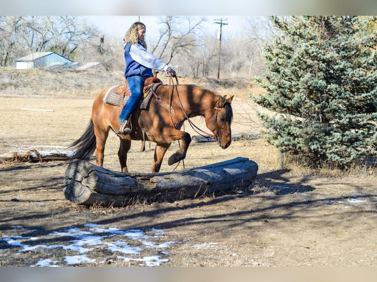 Mustang (american) Gelding 13 years 15,2 hh Dun in Fort Collins, CO