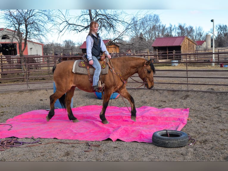 Mustang (american) Gelding 13 years 15,2 hh Dun in Fort Collins, CO