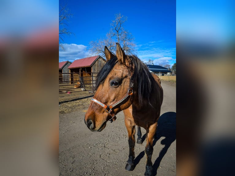 Mustang (american) Gelding 13 years 15,2 hh Dun in Fort Collins, CO