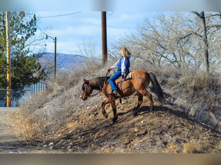 Mustang (american) Gelding 13 years 15,2 hh Dun in Fort Collins, CO