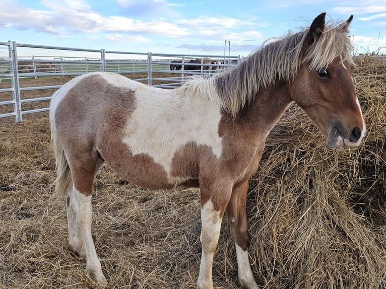 Mustang (american) Gelding 1 year 14,1 hh Tobiano-all-colors in USA