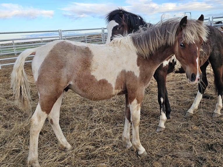 Mustang (american) Gelding 2 years 14,1 hh Tobiano-all-colors in USA