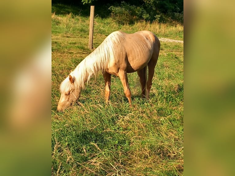 Mustang (american) Gelding 2 years 14,2 hh in Schwäbisch Hall