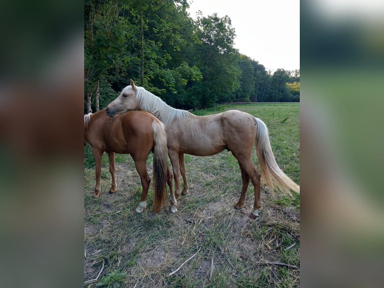 Mustang (american) Gelding 2 years 14,2 hh in Schwäbisch Hall