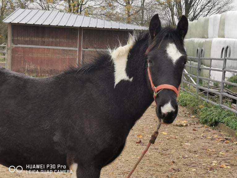 Mustang (american) Mix Gelding 2 years 15,2 hh Tobiano-all-colors in betteldorf