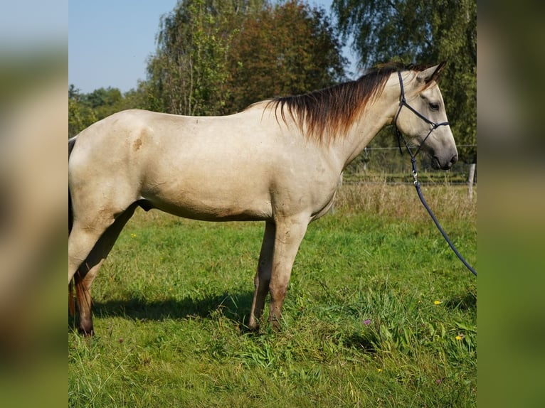 Mustang (american) Gelding 3 years 14,2 hh Buckskin in Taunusstein