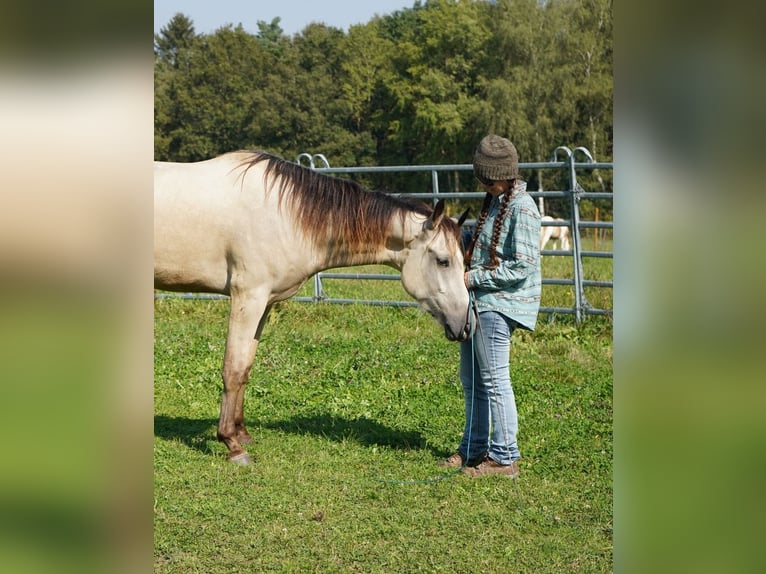 Mustang (american) Gelding 3 years 14,2 hh Buckskin in Taunusstein