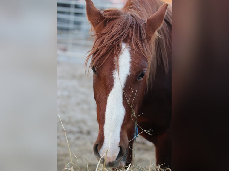 Mustang (american) Gelding 3 years 14,2 hh Chestnut-Red in USA