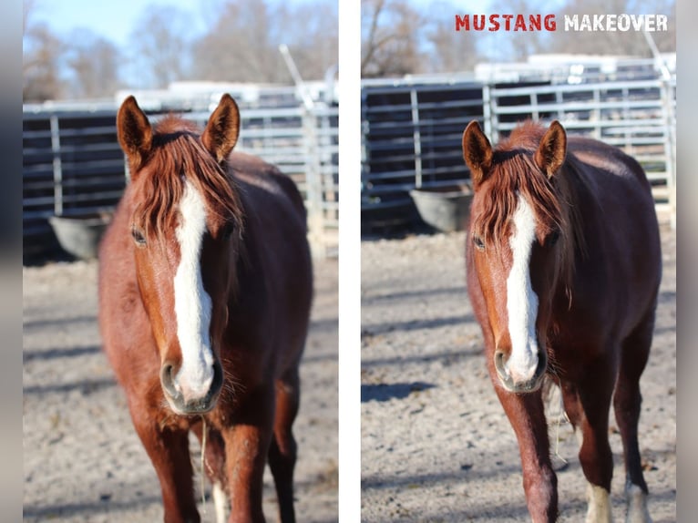 Mustang (american) Gelding 3 years 14,2 hh Chestnut-Red in USA