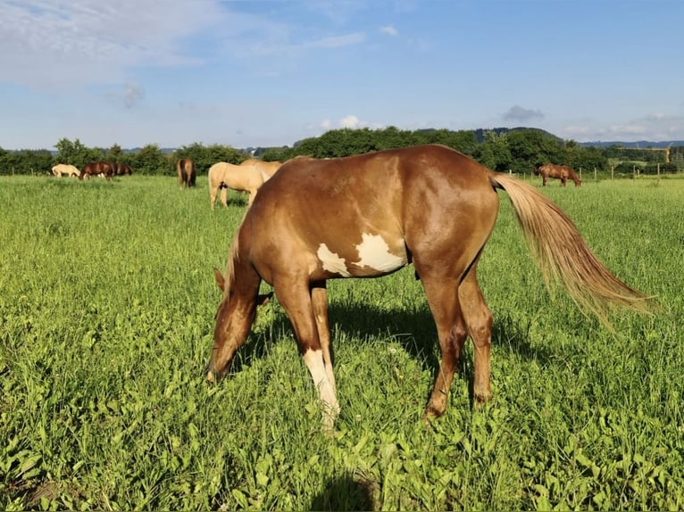 Mustang (american) Gelding 3 years 14,2 hh Pinto in Fleischwangen