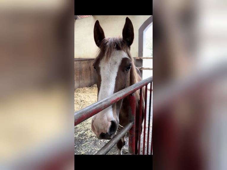 Mustang (american) Gelding 3 years 14,2 hh Pinto in Fleischwangen