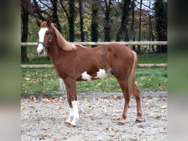 Mustang (american) Gelding 3 years 14,2 hh Pinto in Fleischwangen