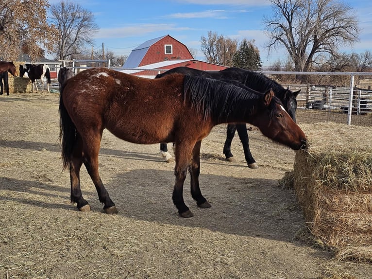 Mustang (american) Gelding 3 years 14,3 hh Leopard-Piebald in USA