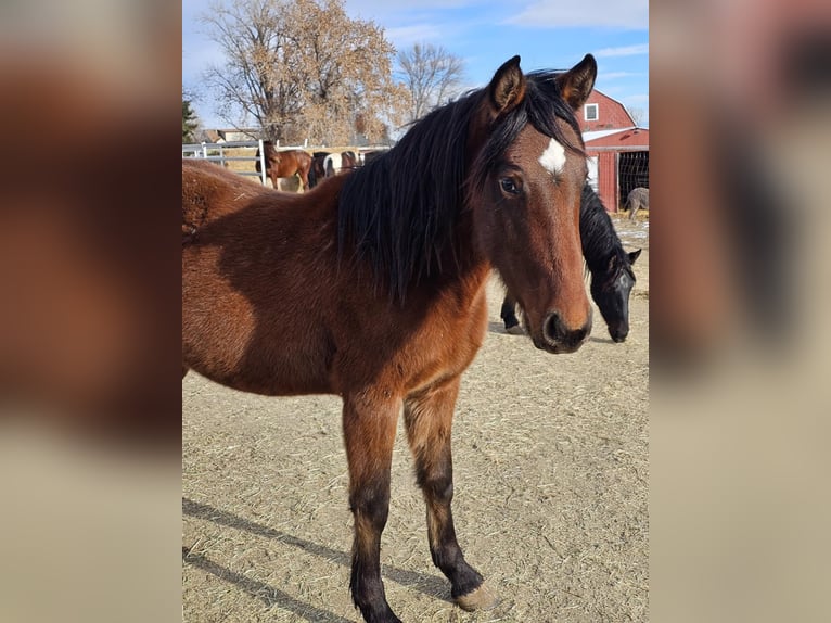 Mustang (american) Gelding 3 years 14,3 hh Leopard-Piebald in USA