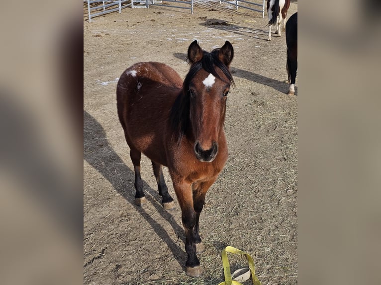 Mustang (american) Gelding 3 years 14,3 hh Leopard-Piebald in USA