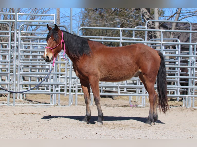 Mustang (american) Gelding 4 years 14,1 hh Brown in USA