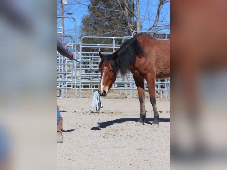 Mustang (american) Gelding 4 years 14,1 hh Brown in USA