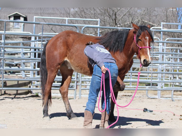 Mustang (american) Gelding 4 years 14,1 hh Brown in USA