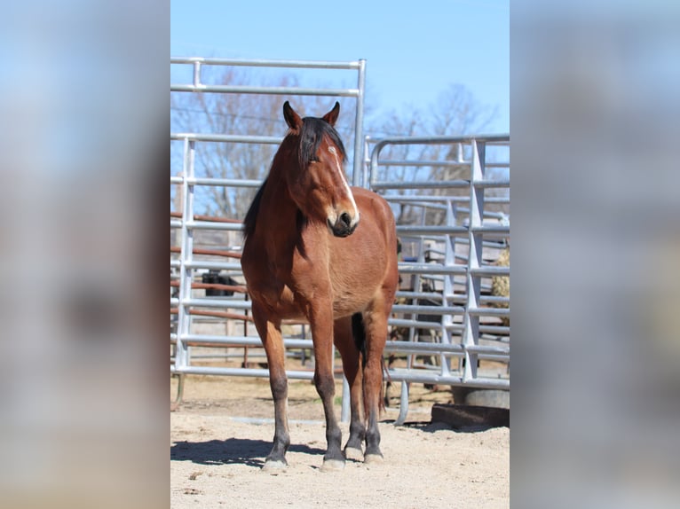 Mustang (american) Gelding 4 years 14,1 hh Brown in USA