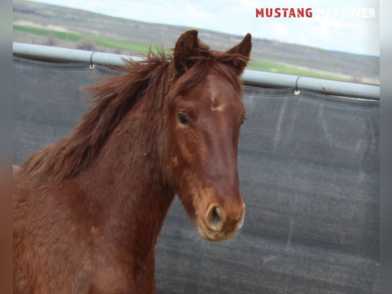 Mustang (american) Gelding 4 years 14,2 hh Chestnut-Red in Taunusstein