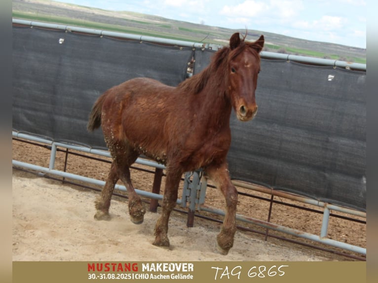 Mustang (american) Gelding 4 years 14,2 hh Chestnut-Red in Taunusstein