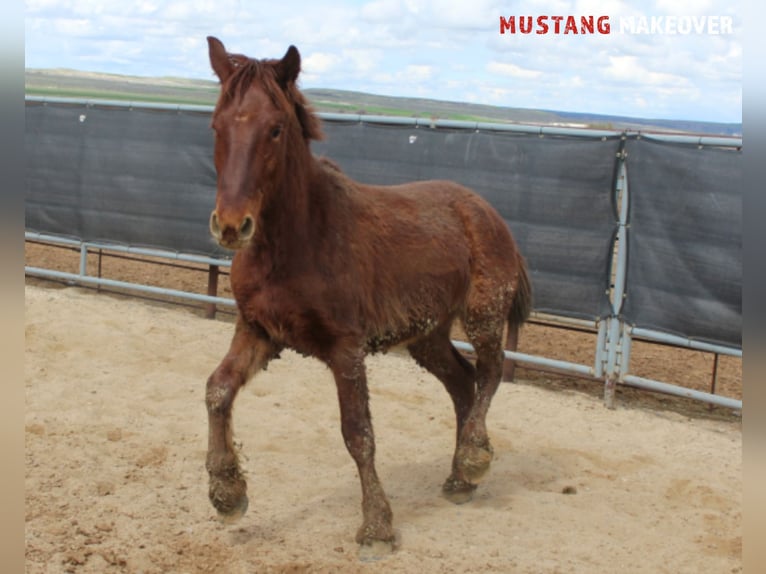 Mustang (american) Gelding 4 years 14,2 hh Chestnut-Red in Taunusstein