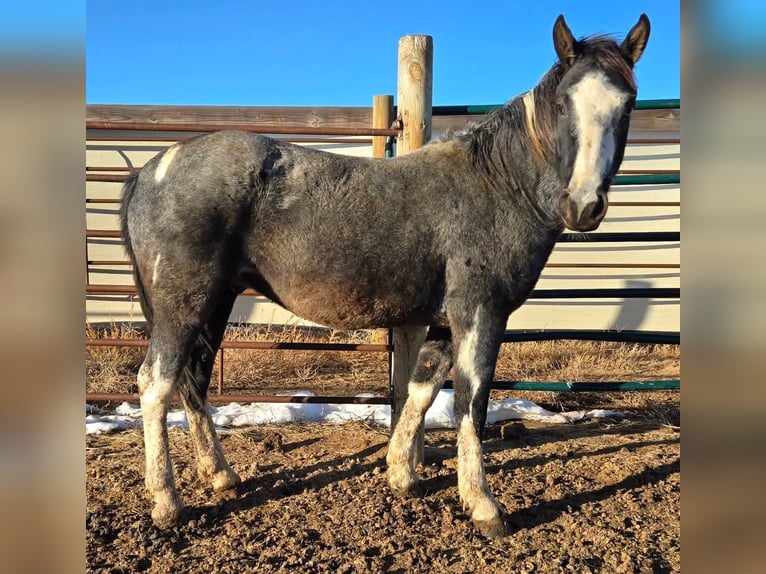 Mustang (american) Gelding 4 years 14,2 hh Roan-Blue in Kirchheim