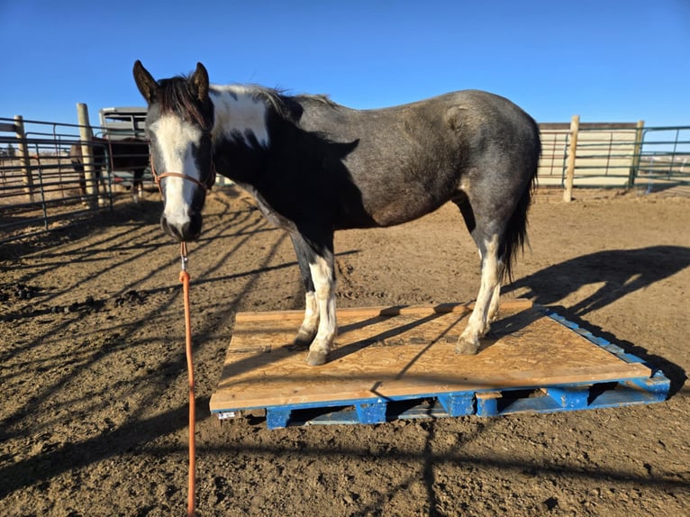 Mustang (american) Gelding 4 years 14,2 hh Roan-Blue in Kirchheim