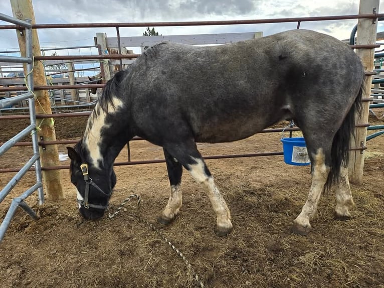 Mustang (american) Gelding 4 years 14,2 hh Roan-Blue in Kirchheim